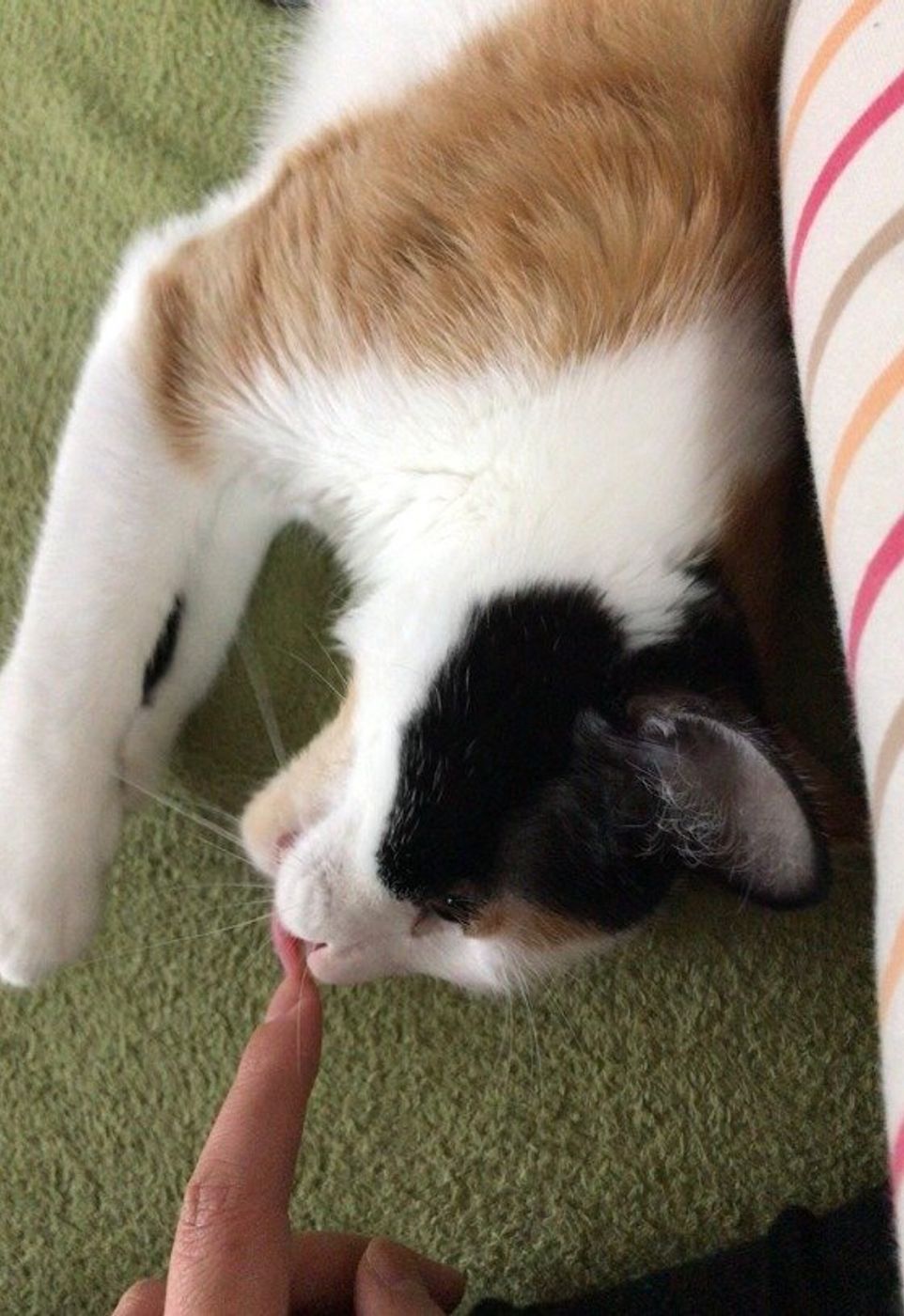 好き それとも嫌がってる 猫がペロペロなめるのはなぜ ねこのきもちweb Magazine 好き それとも嫌がってる 猫がペロペロなめるのはなぜ ねこのきもちweb Magazine