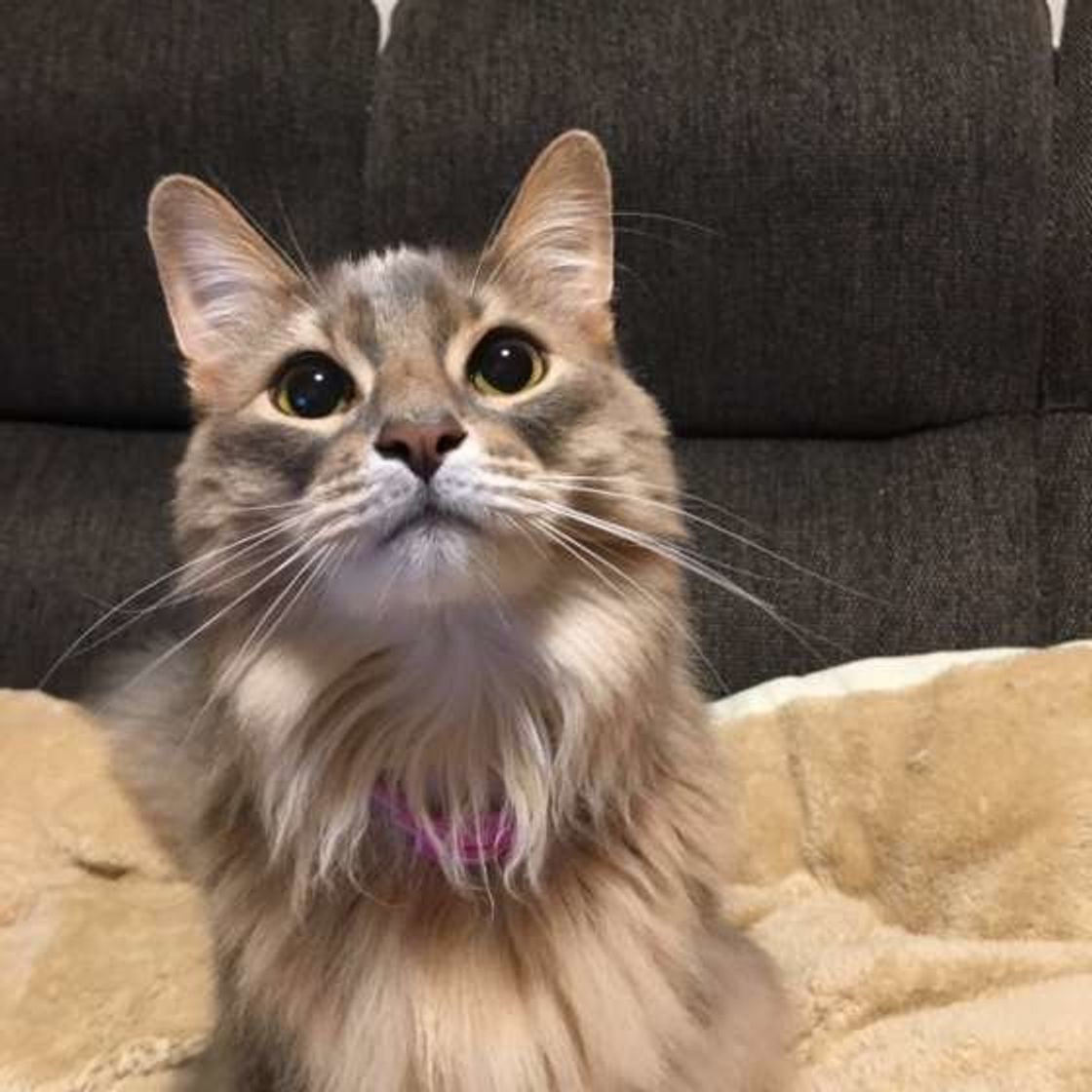 ワイルドだけどエレガント 天性のギャップで愛されている猫 ソマリ の魅力徹底解説 ねこのきもちweb Magazine ワイルドだけどエレガント 天性のギャップで愛されている猫 ソマリ の魅力徹底解説 ねこのきもちweb Magazine