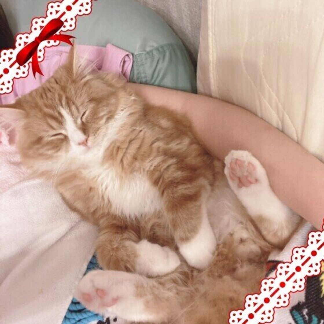 猫が人の上で寝る3つの心理とは どこに乗るか も影響していた ねこのきもちweb Magazine