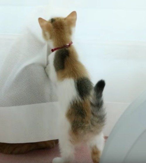 カーテンの後ろが気になる、うずらちゃん