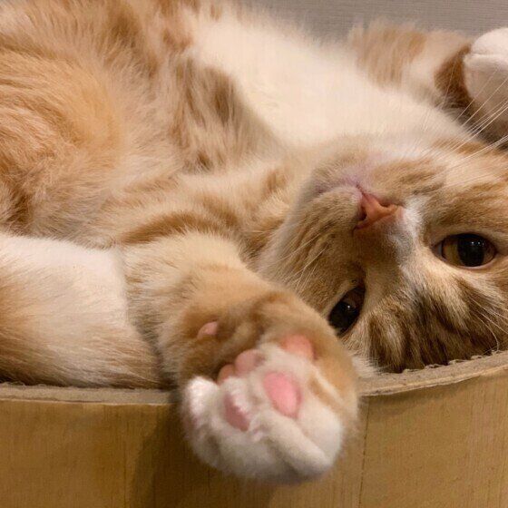 スコティッシュフォールド しらすくん