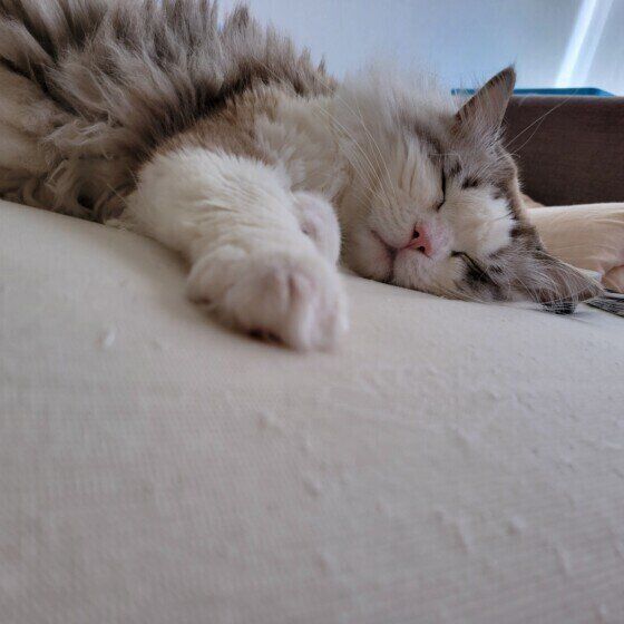 スヤスヤと眠るラグドールのミーくん