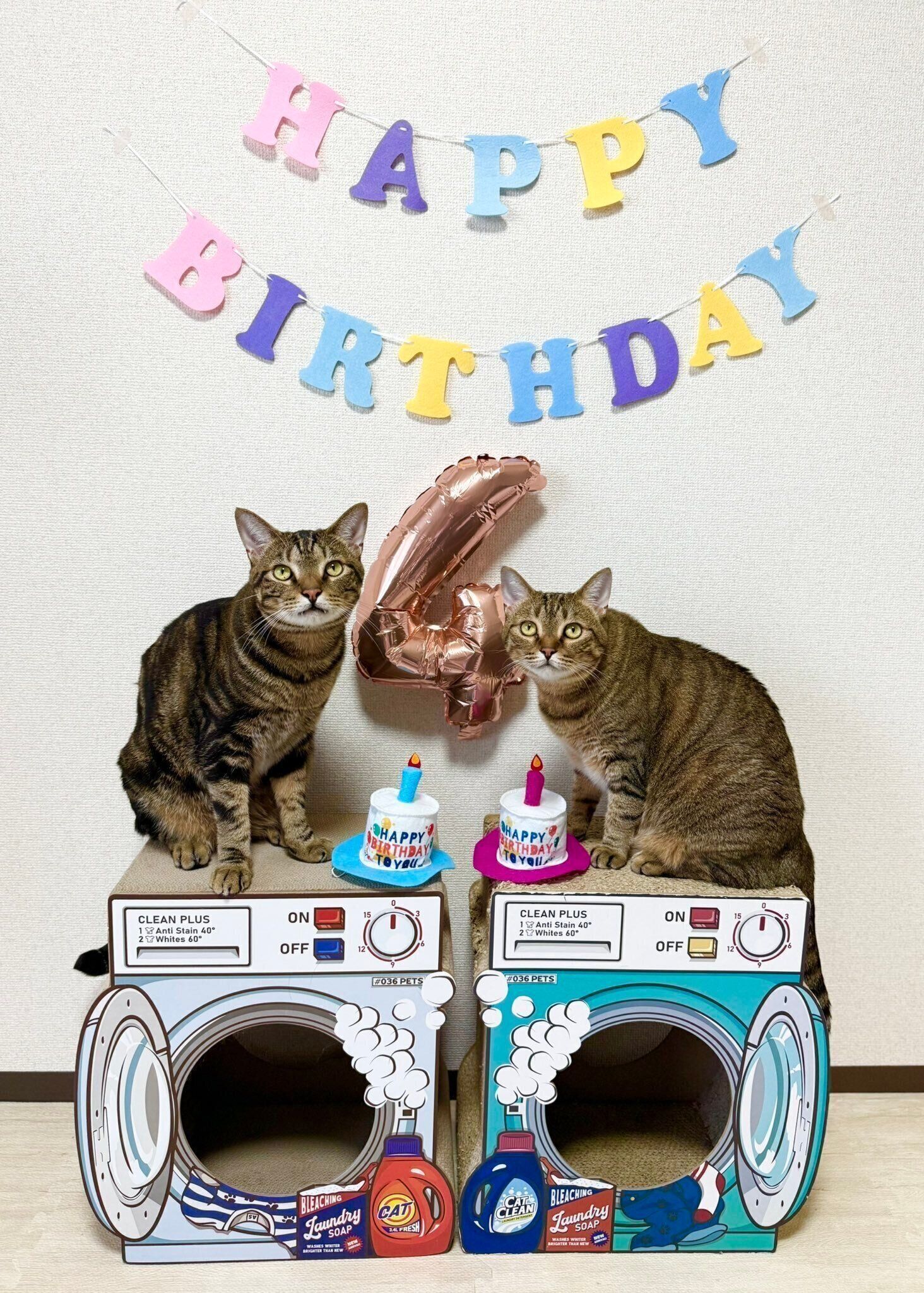 4才のお誕生日を迎えた2匹　飼い主さんは愛猫たちを通じてたくさんの出会いがあったのだそう