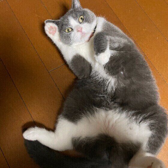 フローリングの床にあおむけに寝転がって上を見ているブリティッシュショートヘアー