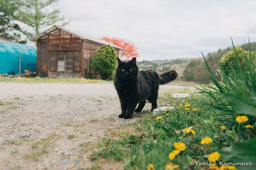 人見知りな「千夜」