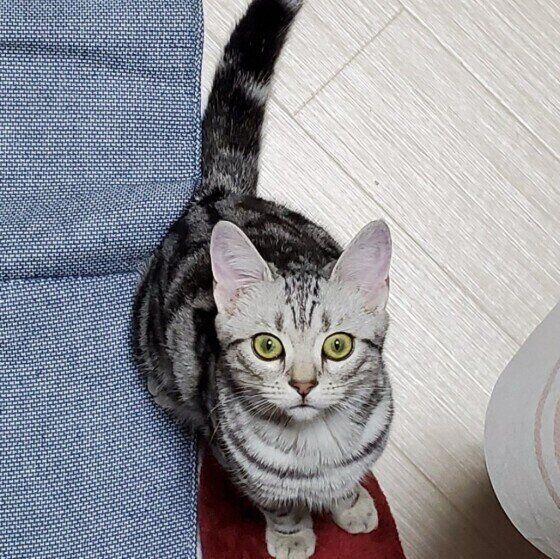 アメリカンショートヘアのうららちゃん