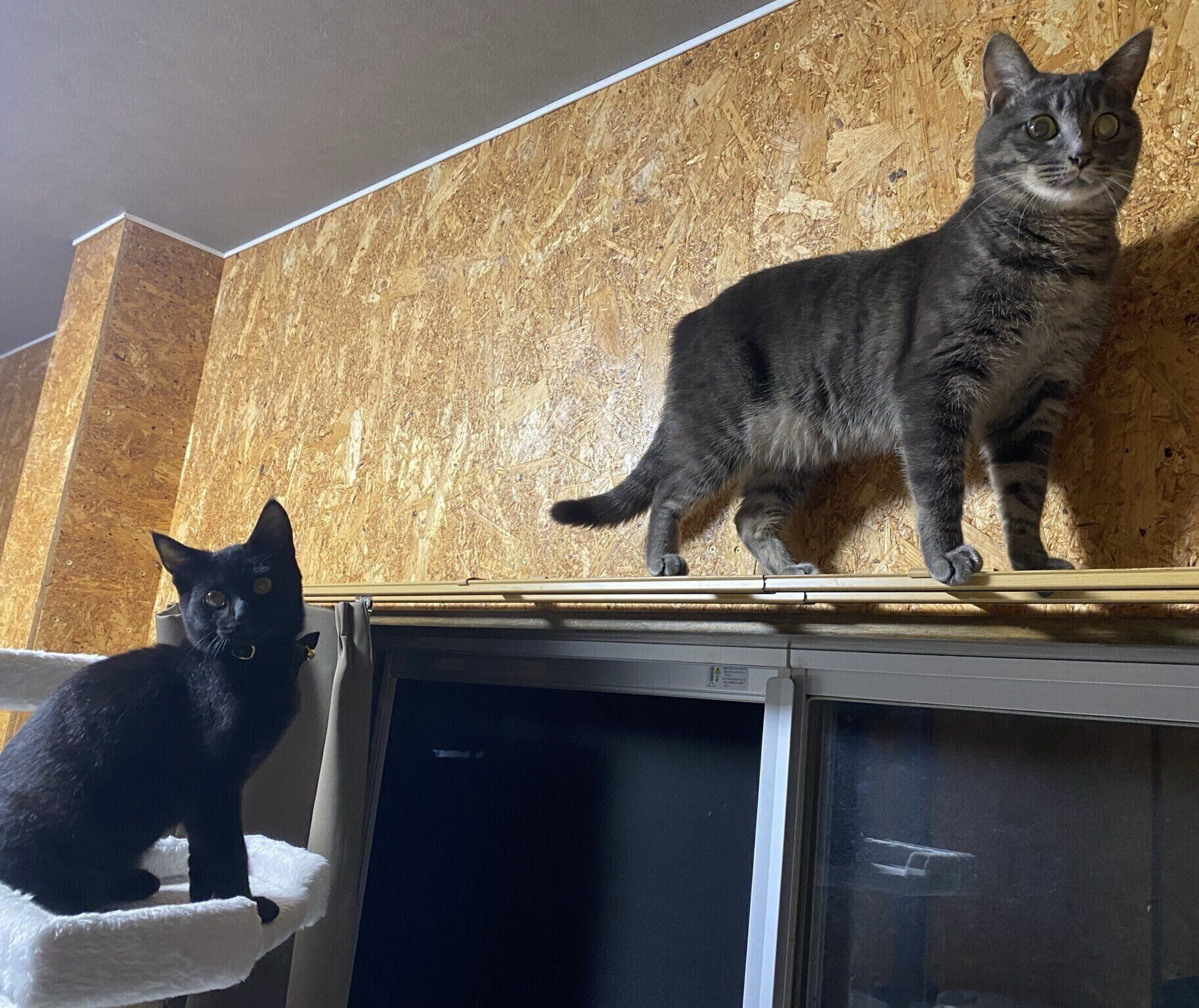 うにくんと姉猫・ぴんちゃん