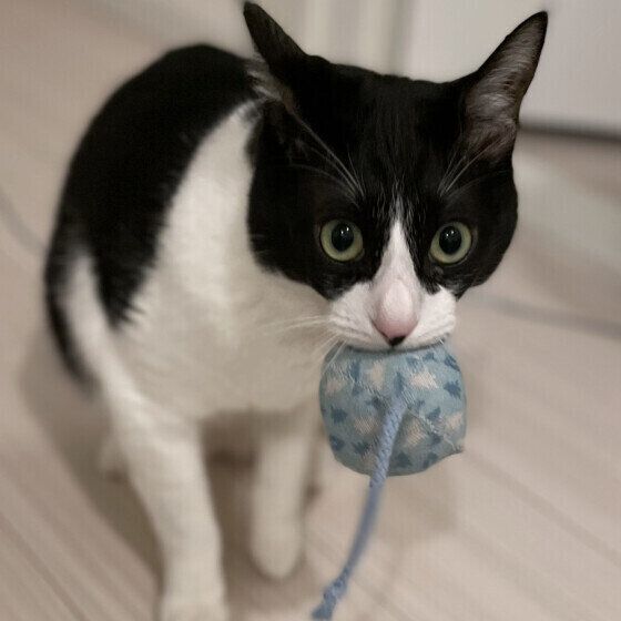 Mix（黒×白）のみるくくん♪