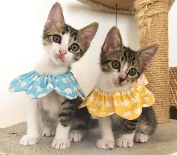 ザビエル首輪をつけるののくん・にこちゃん