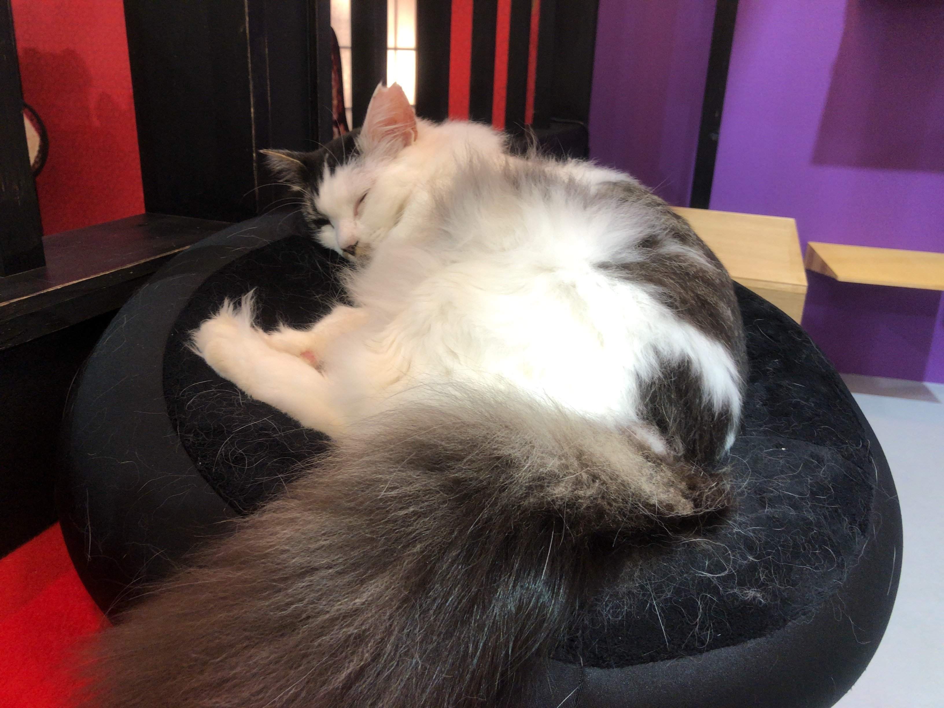 モフモフ大きな猫ちゃん