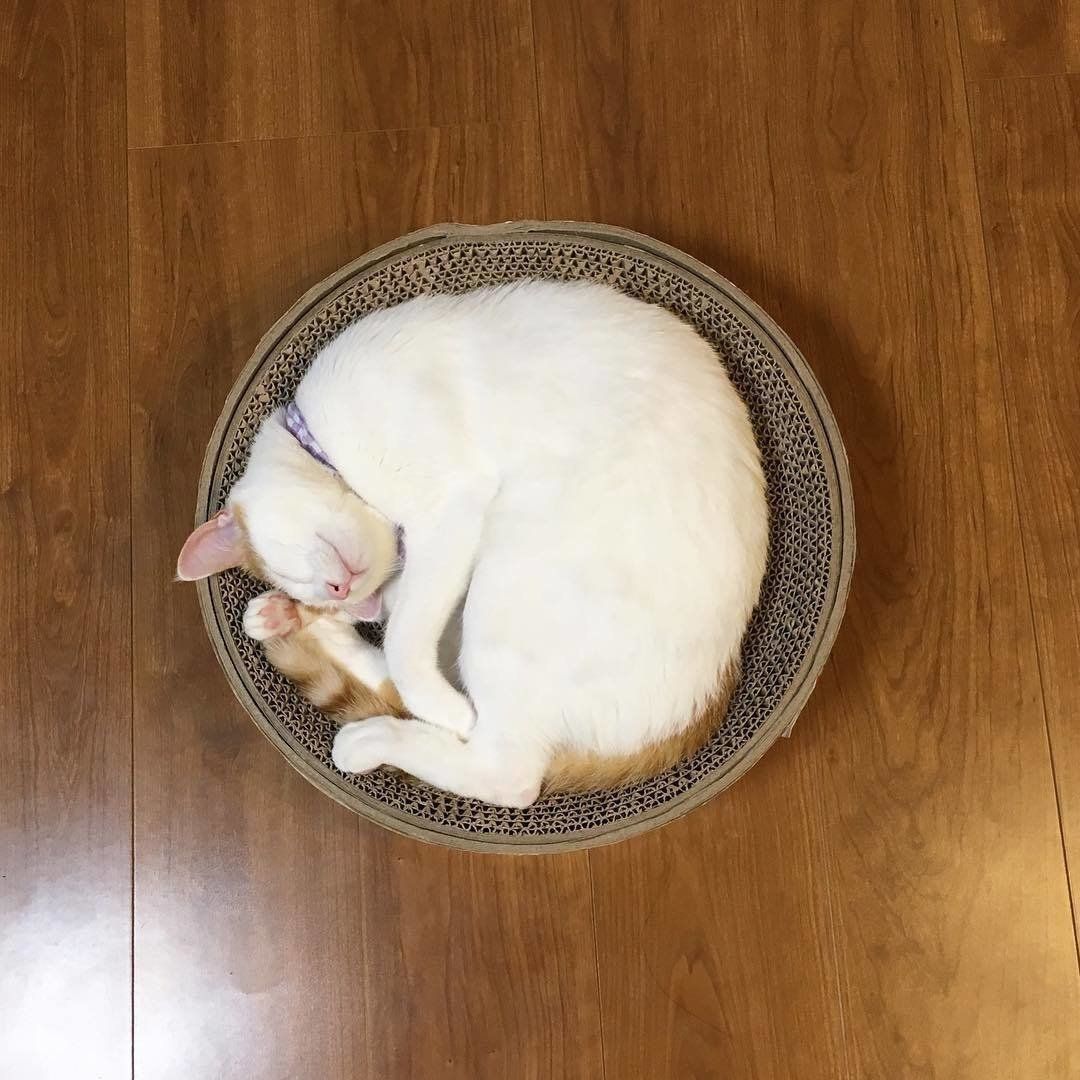 丸くなって寝る猫