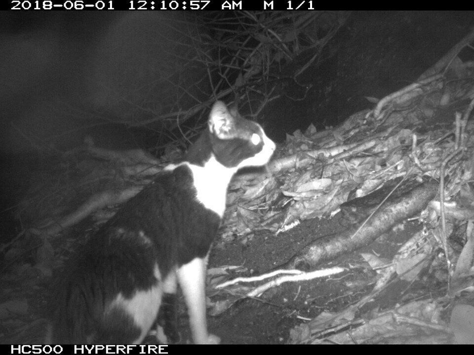 写真提供／小笠原ネコプロジェクト