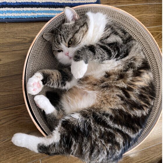 ブリティッシュショートヘア×ペルシャの大福くん♪