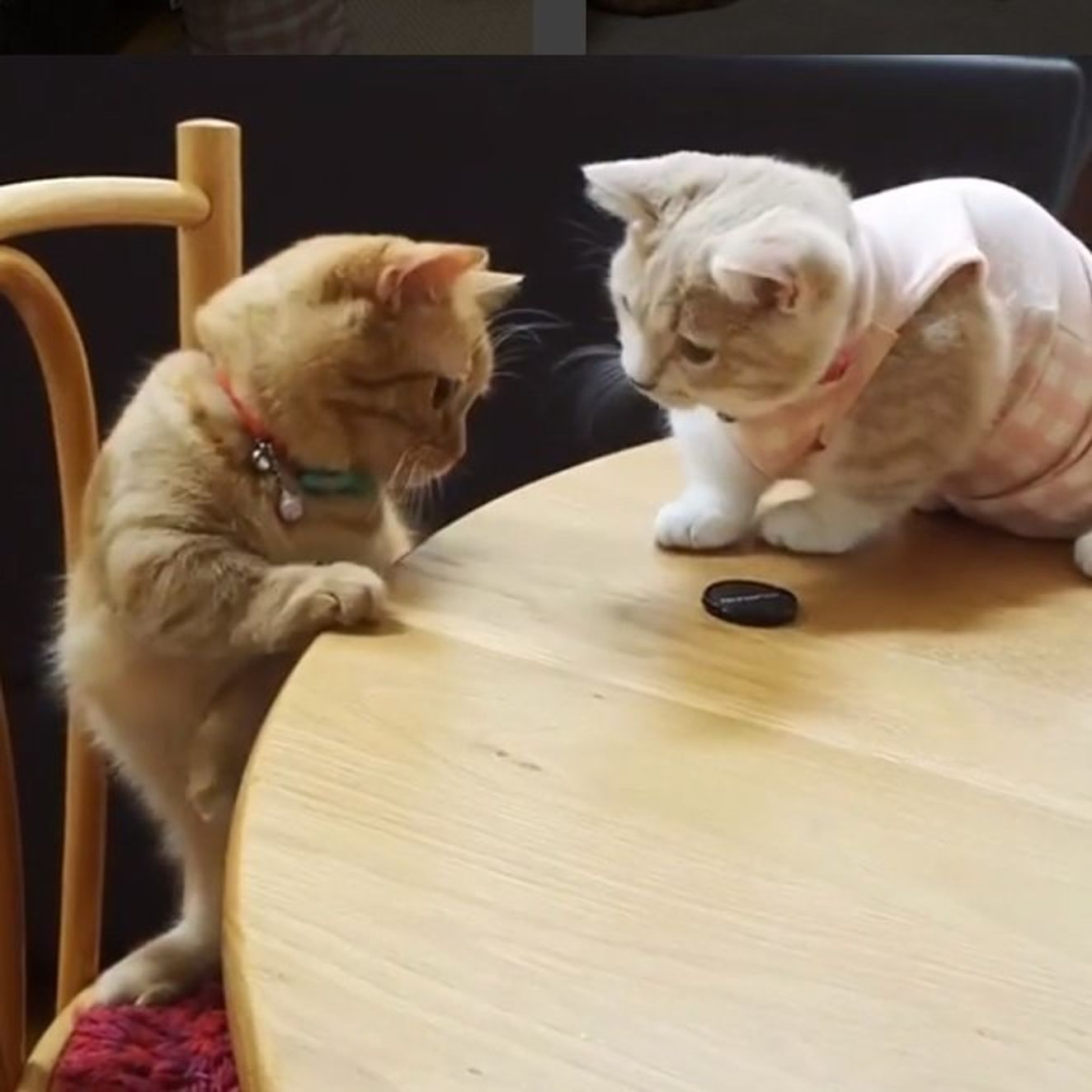 真剣 テーブルの上でエアホッケーのような遊びをする2匹の猫 ねこのきもちweb Magazine 真剣 テーブルの上でエアホッケーのような遊びをする2匹の猫 ねこのきもちweb Magazine