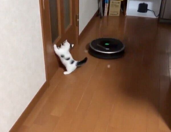 ルンバに気づいた豆大福くん