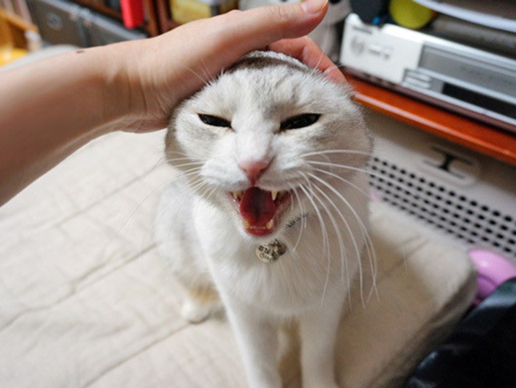 うに もも てんの鳴き声 本日もねこ晴れなりvol 67 ねこのきもちweb Magazine うに もも てんの鳴き声 本日もねこ晴れなりvol 67 ねこのきもちweb Magazine