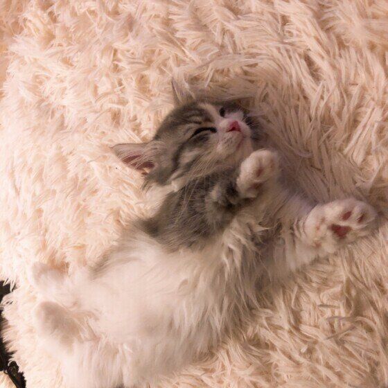 呼吸が荒くなったミヌエット