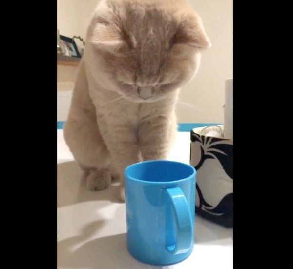 炭酸水のパチパチ音が気になるぽてとちゃん