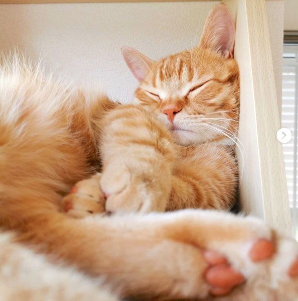 ぐっすり眠るうにくん