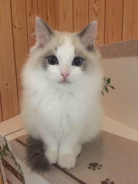 おすまししているラグドール