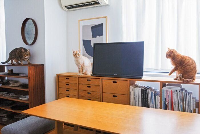 棚の上にのる3匹の猫