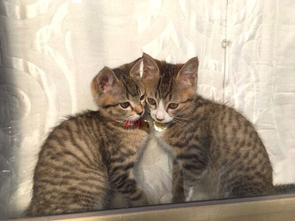 日向ぼっこをするこんぶちゃんともずくくん