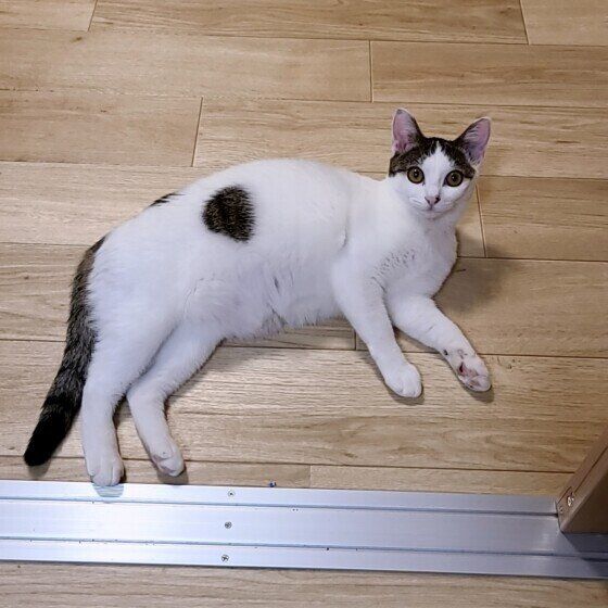 あいと 愛猫の治療費のために出品中 愛猫の治療費のため、車を270万でヤフオクに。飼い主が語る