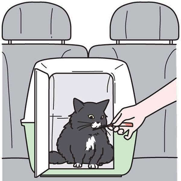 車に乗る猫