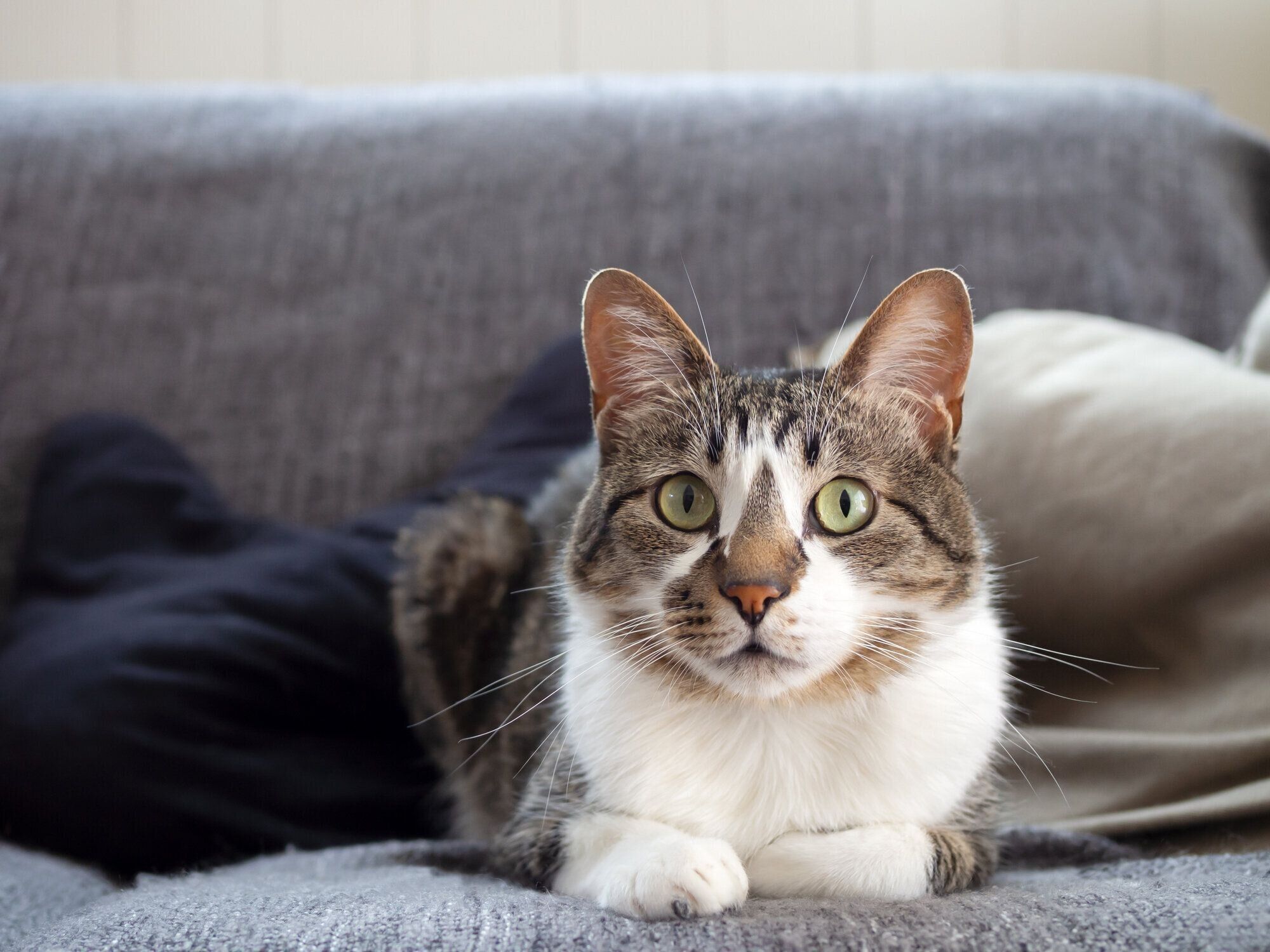 ソファに座っている猫