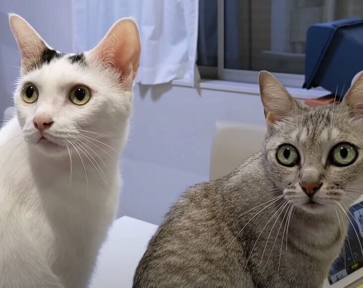 キッチンにいる猫2匹