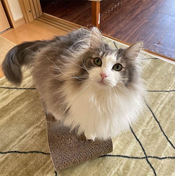 見つめるあおちゃん