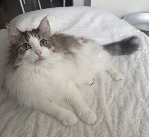 飼い主さんをお布団で待つセッコくん