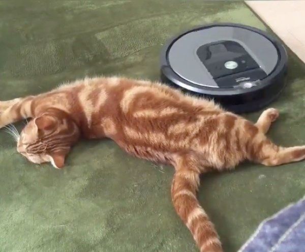 お掃除ロボット「ルンバ」がぶつかっても微動だにしないナツメグくん