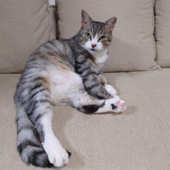 サビ猫のなびおくん