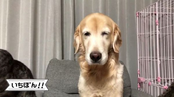 犬を取り囲む猫たち