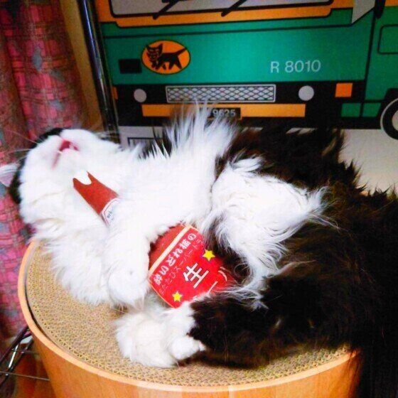 またたびを楽しむ猫