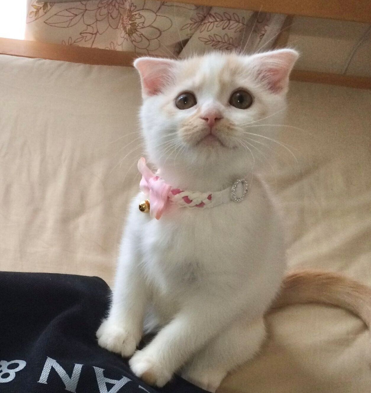 白くてふわふわだった生後2カ月の子猫→10年経っても