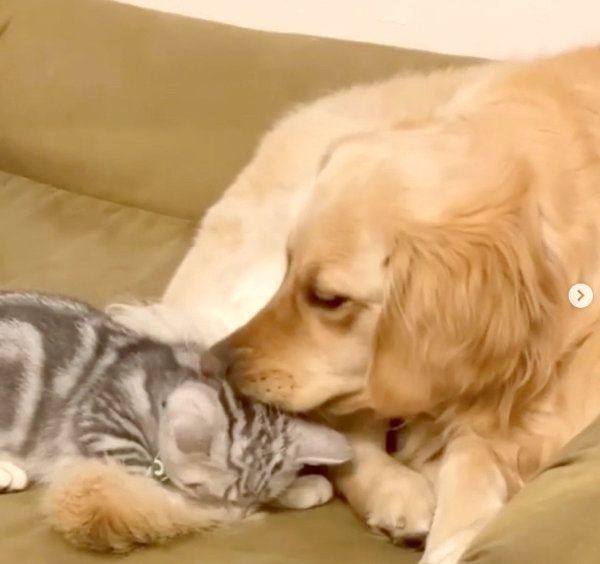 あずきちゃんの子守りをするベガちゃん