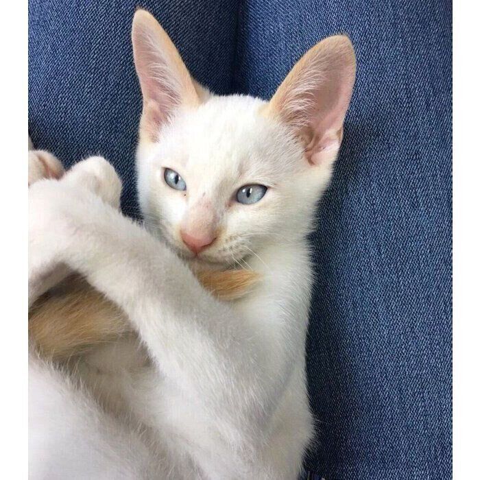 動物愛護センターで初めて会ったときのフィルくん