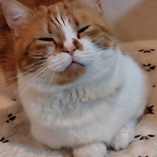 眠そうな表情のマンチカン