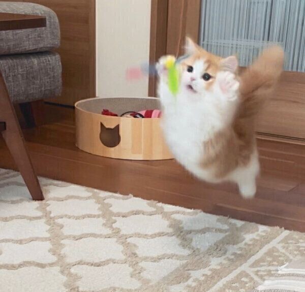 ジャンプするなぎちゃん