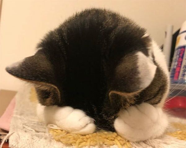 ごめん寝する猫