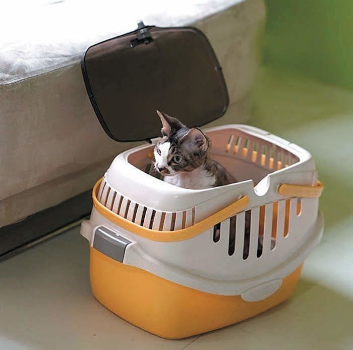 出かける前にキャリーケースに慣らせておく