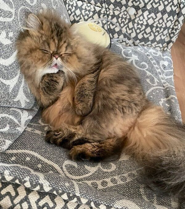 くつろぐまーちゃん