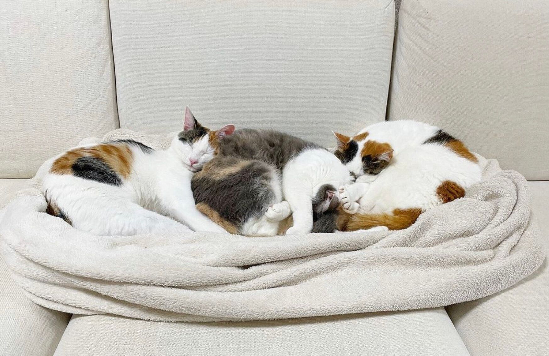 くっついて眠る猫たち