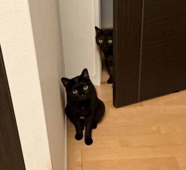 夜食を期待する猫たち