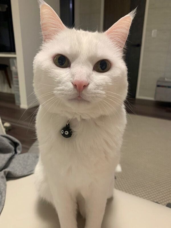 見つめるハク様