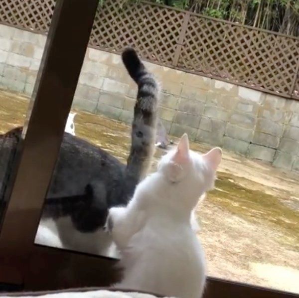 外の猫を見つめる猫