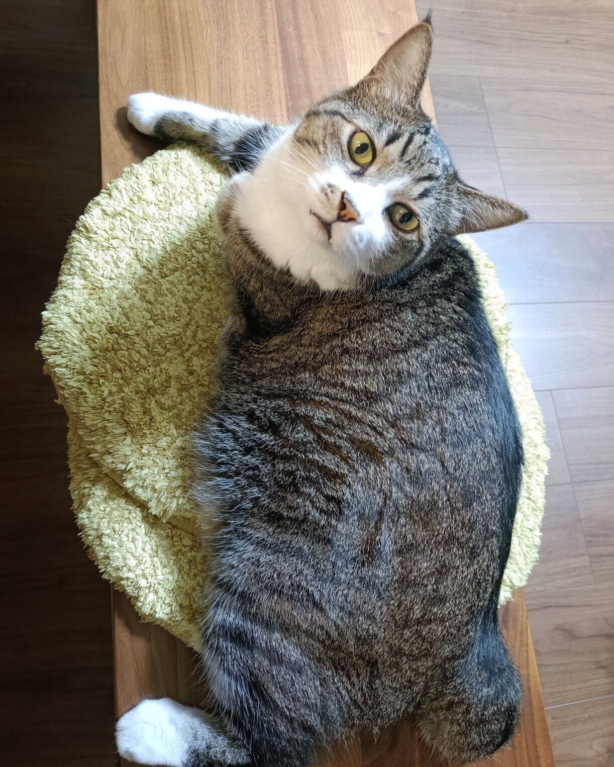 見つめるまめたろくん