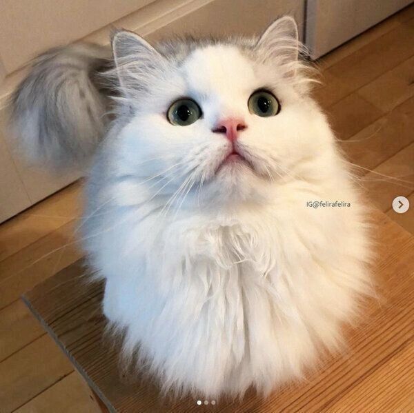 見つめるるうちゃん